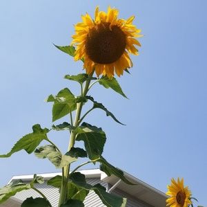 Meet your Posher, Jacque